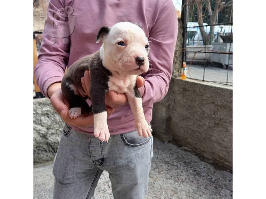 Όμορφα αμερικανικά κουτάβια pitbull